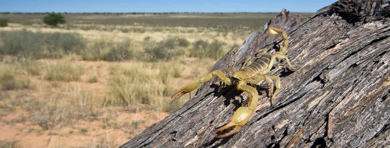 Skorpion af slægten Opistophthalmus fra Botswana.