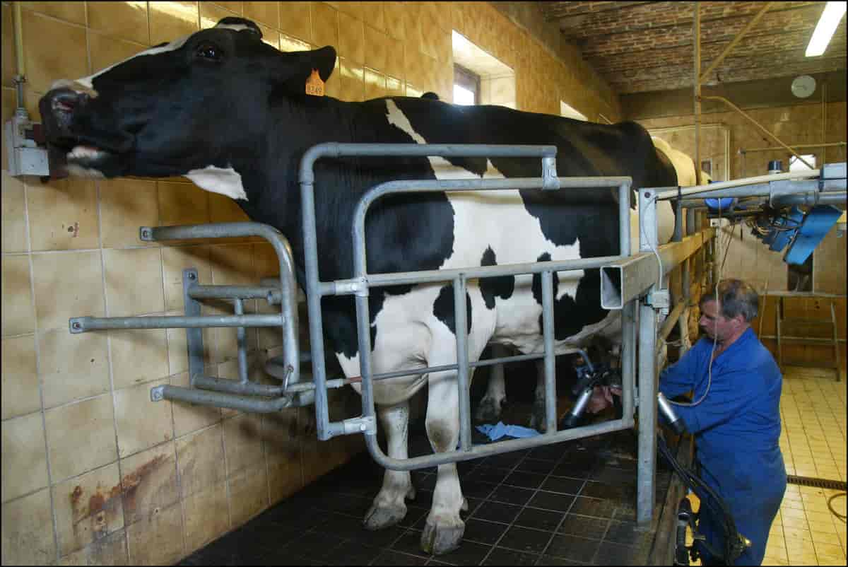 Den mekaniserede landbrug. Malkning i et belgisk landbrug 2002