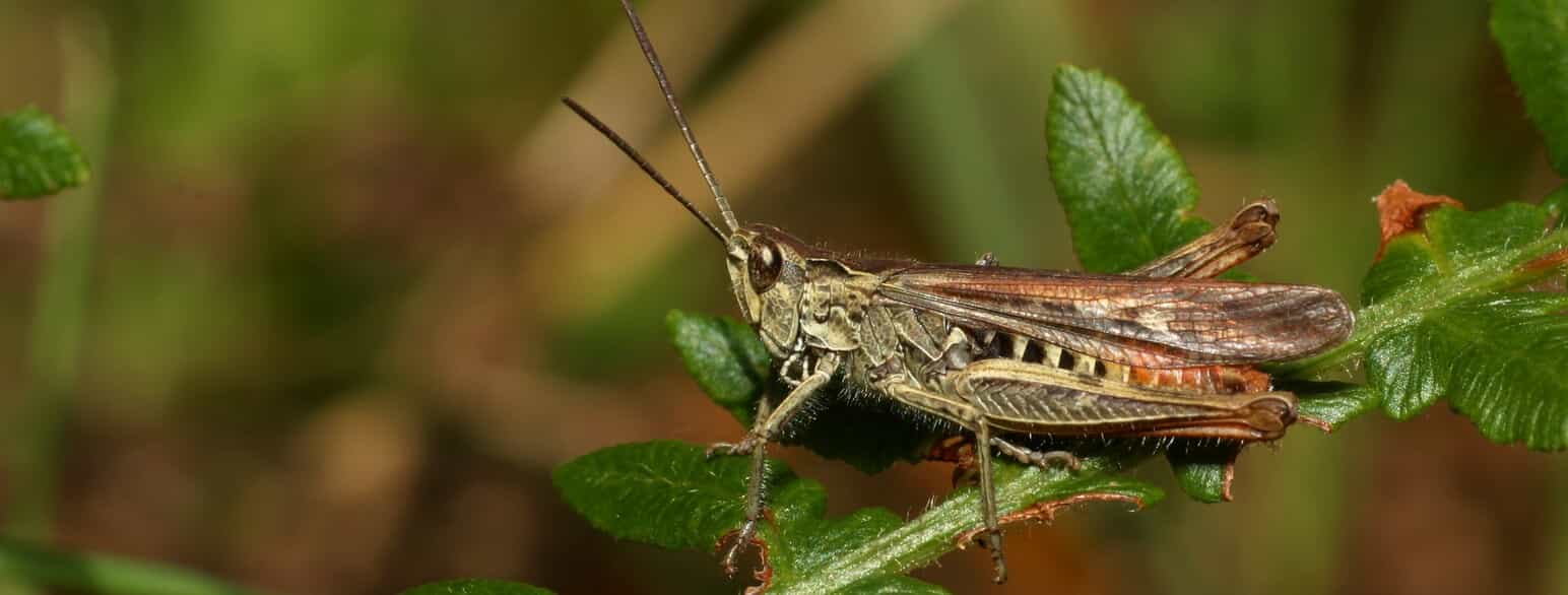 Almindelig markgræshoppe (Chorthippus brunneus).