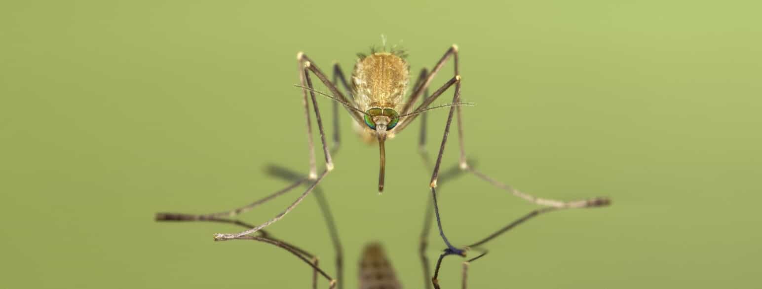 myg Læs om de mange forskellige arter -