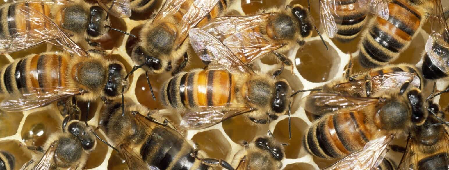 Honningbier (Apis mellifera) i et bistade.