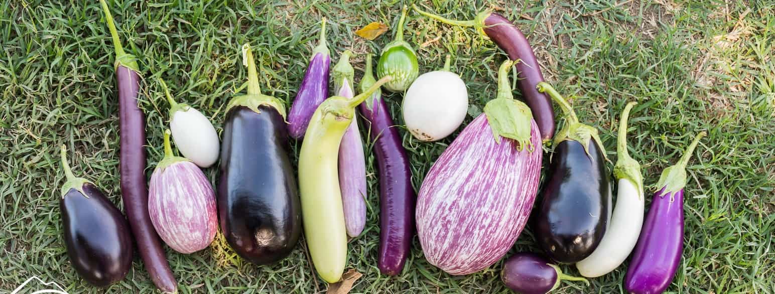 Et udvalg af auberginer