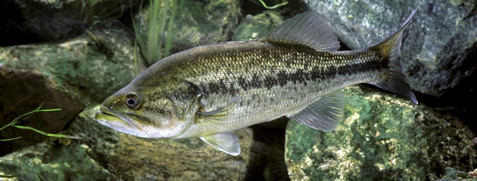 Ørredaborren (Micropterus salmoides) er en populær sportsfisk og er udsat mange steder.