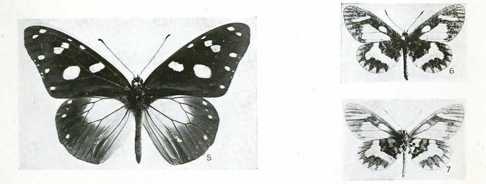 Tegning af sommerfugle indsamlet i det østlige Centralafrika i 1921