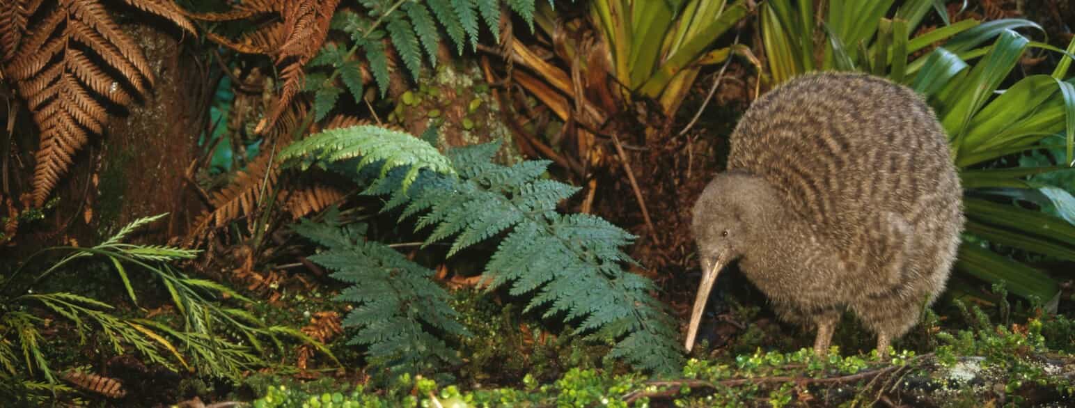 Stor kiwi (Apteryx haastii) kendes kun fra Sydøen på New Zealand.