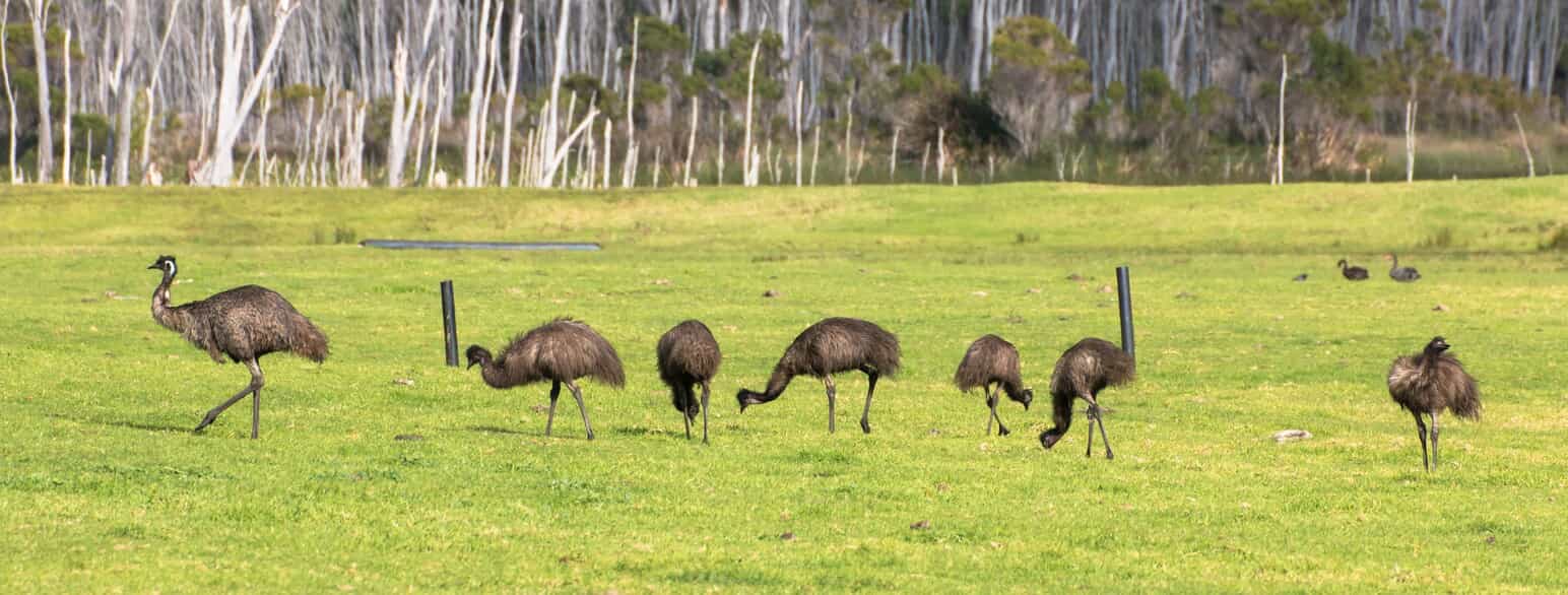 Flok af emuer (Dromaius novaehollandiae).