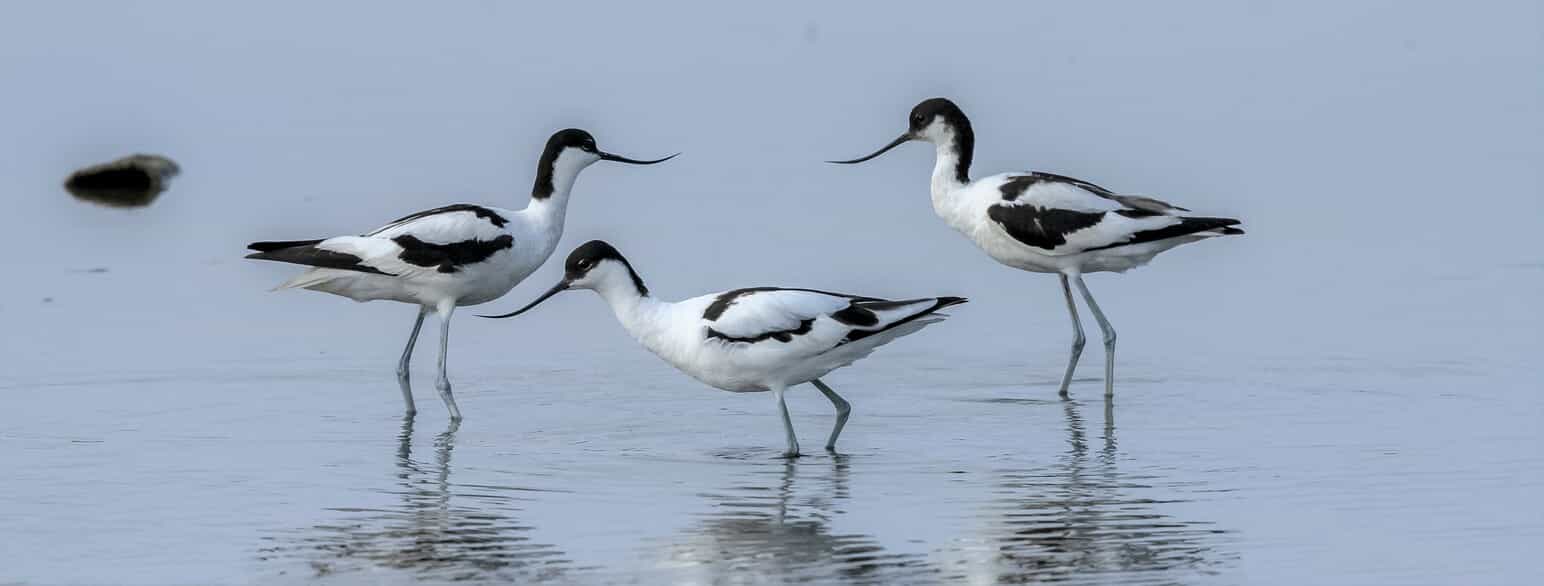Klyder (Recurvirostra avosetta) i en lavvandet lagune.
