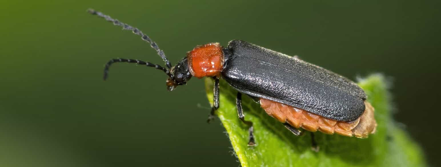 Silis ruficollis er en dansk bille, som hører til blødvingerne.