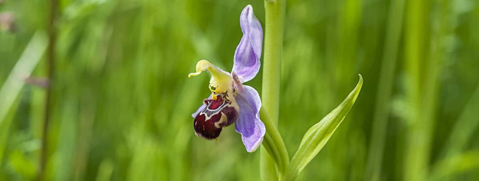 Biblomst (Ophrys apifera) fra Himmelev Skov ved Roskilde.