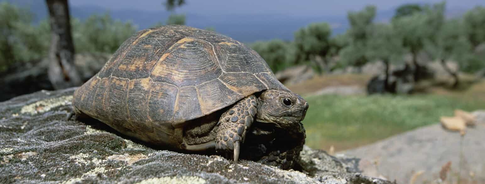 Maurisk landskildpadde (Testudo graeca) fra Grækenland.