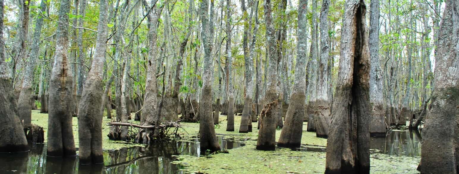 Sumpområdet Honey Island Swamp i det østlige Louisiana