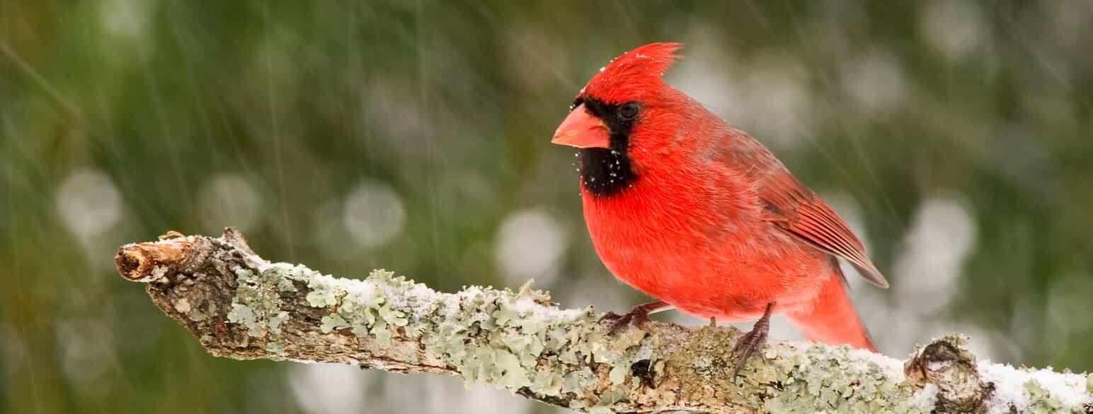 Rød kardinal (Cardinalis cardinalis) i snevejr. North Carolina, USA.
