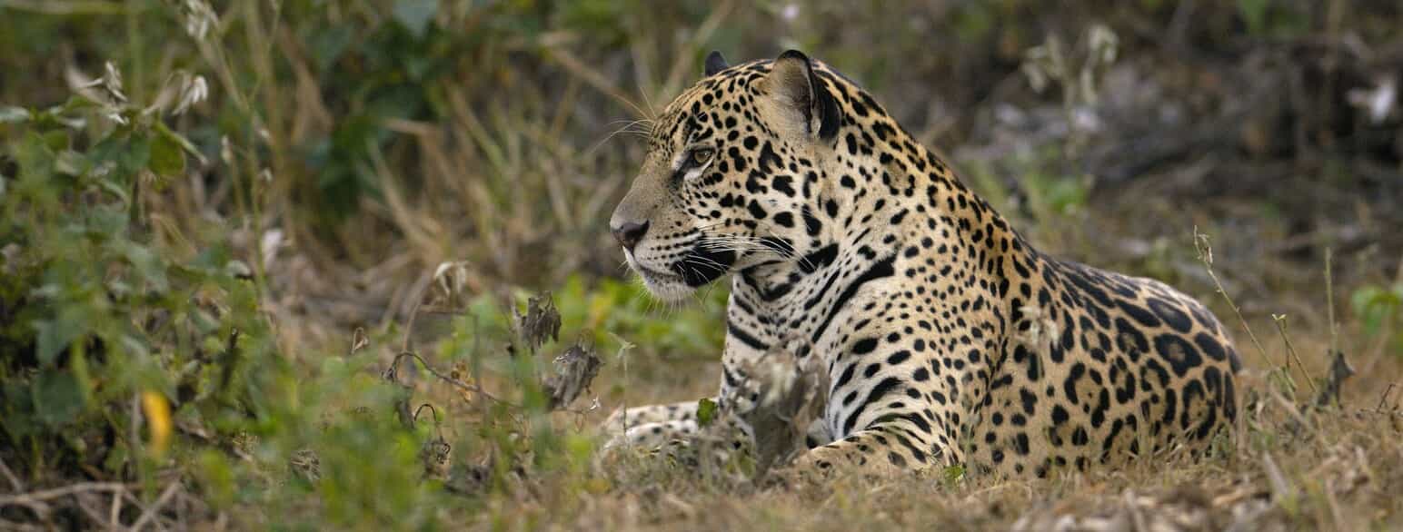 Jaguar (Panthera onca) nær Porto Joffre, Brasilien.