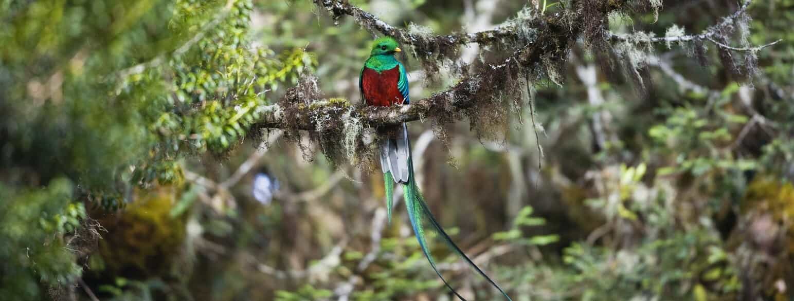 Quetzal (Pharomachrus mocinno) fra Costa Rica.