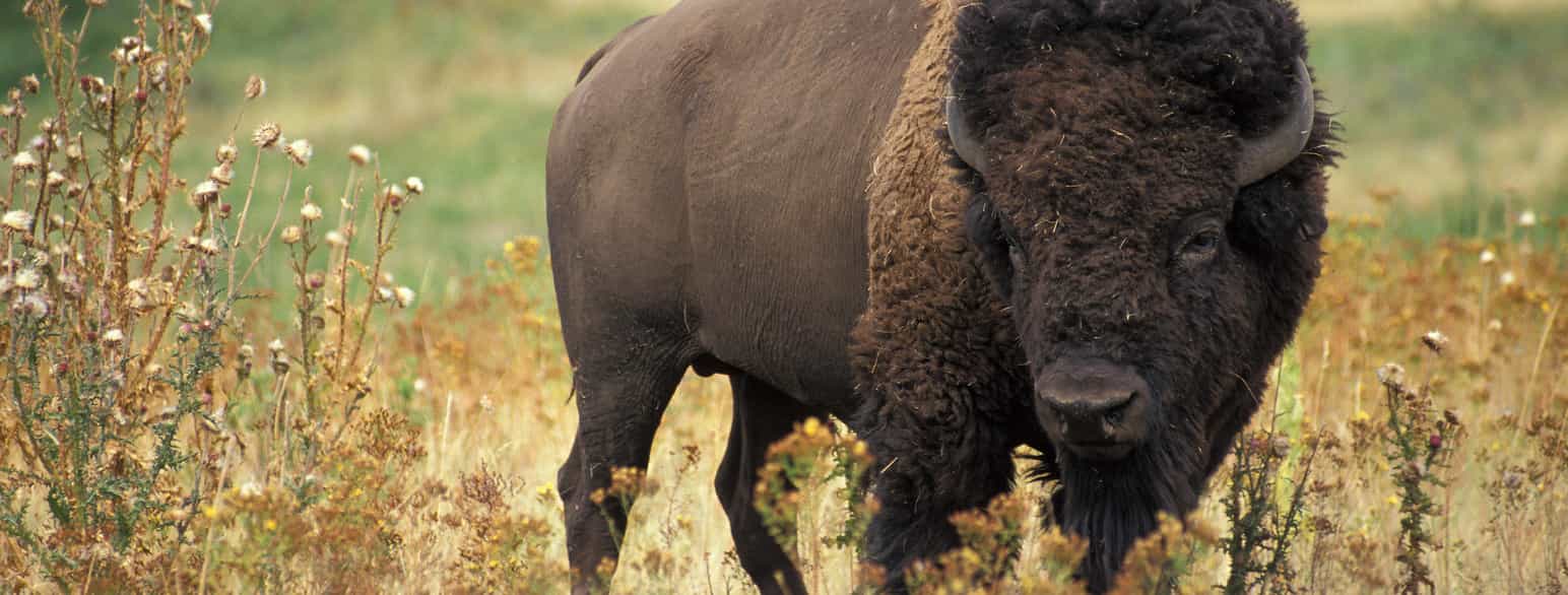 Præriebison. Bisonen plejede at græsse i enorme flokke på den nordamerikanske prærie, men svandt ved kolonisternes rovjagt fra 50 mio. i begyndelsen af 1800-tallet til 835 dyr i 1889. I dag findes ca. 30.000 vildtlevende individer i USA.