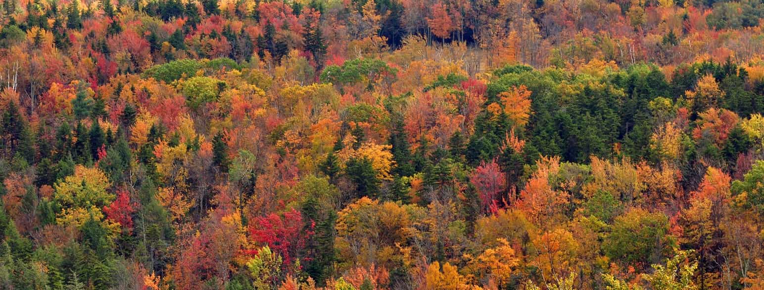 Landskab klædt i efterårsskrud, set fra Hogback Mountain nær Wilmington