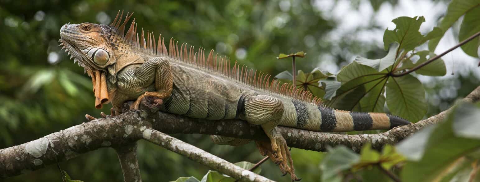 Grøn leguan (Iguana rhinolopha) fra Costa Rica.