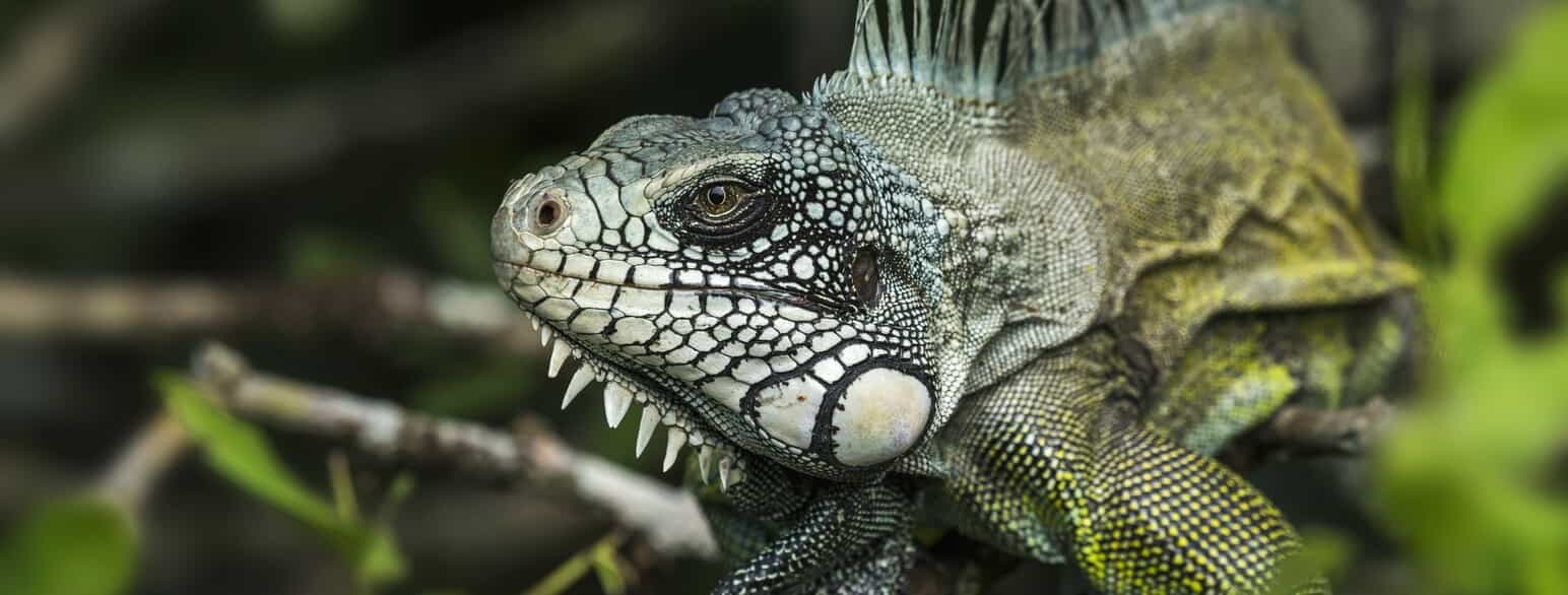 Grøn leguan (Iguana iguana) fra Los Llanos i Colombia.