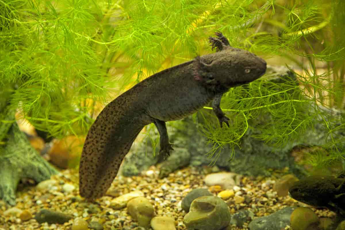 axolotl - Læs om udseende og bestand - lex.dk