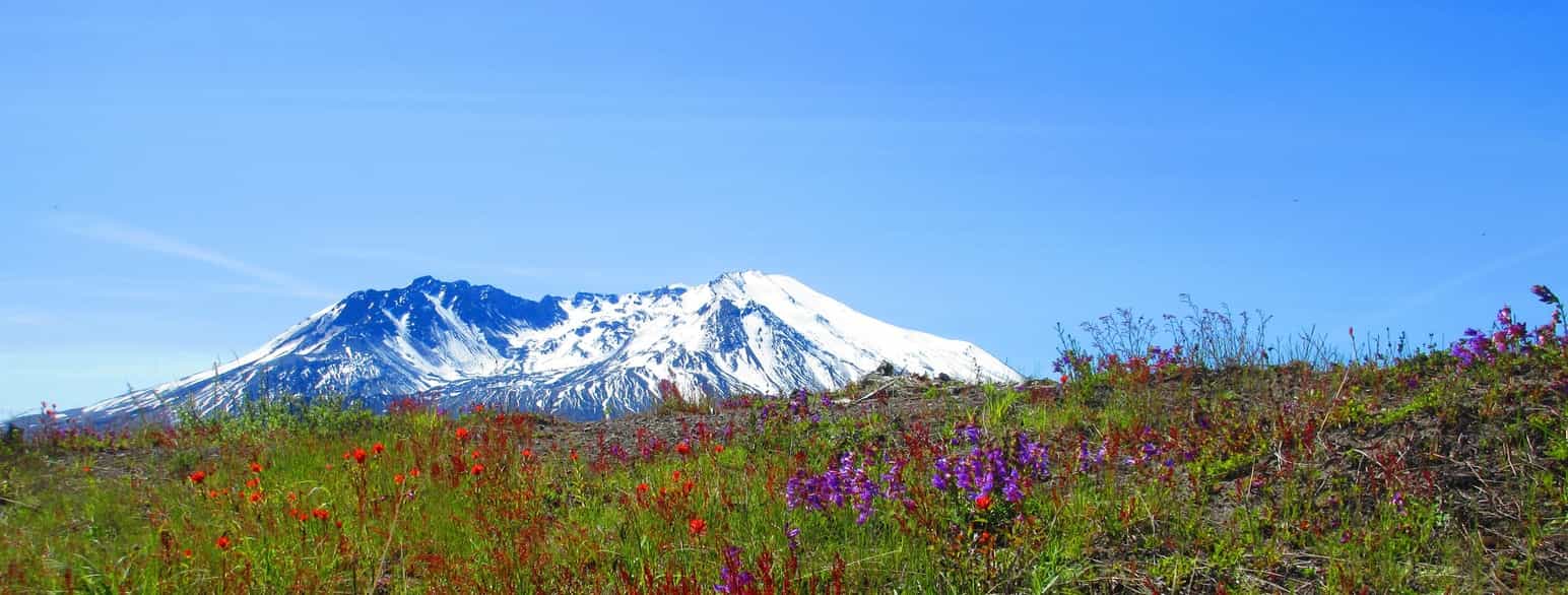 Mount Saint Helens med vilde blomster i forgrunden