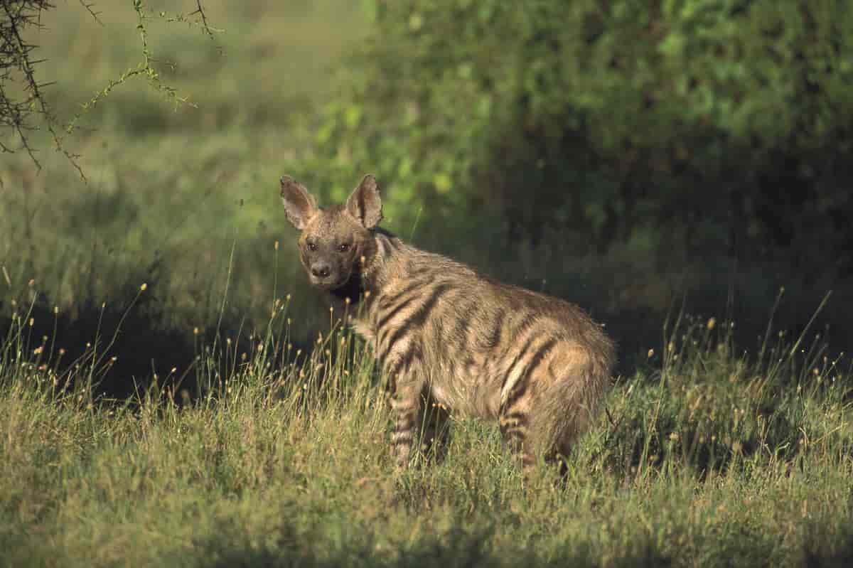 Stribet hyæne