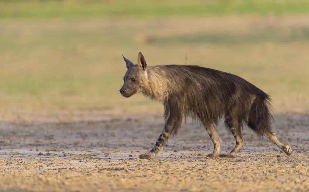 Brun hyæne