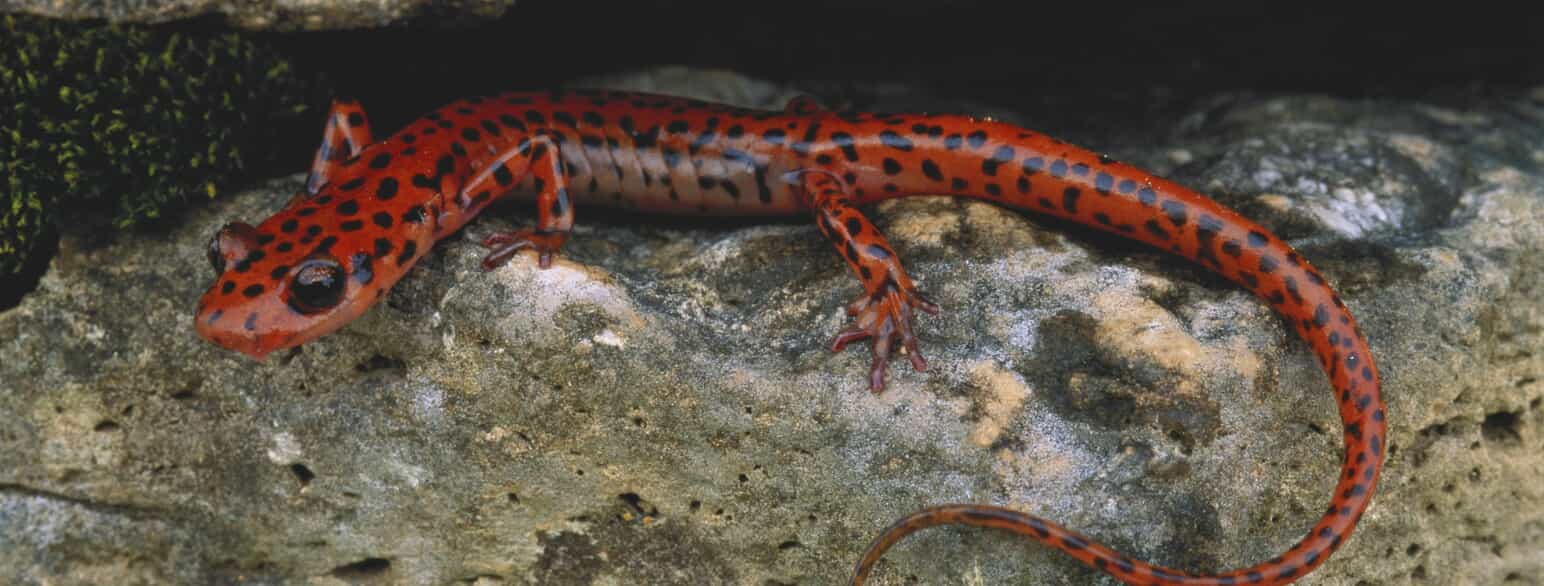 Salamanderen Eurycea lucifuga fra det østlige USA lever overvejende i huler.