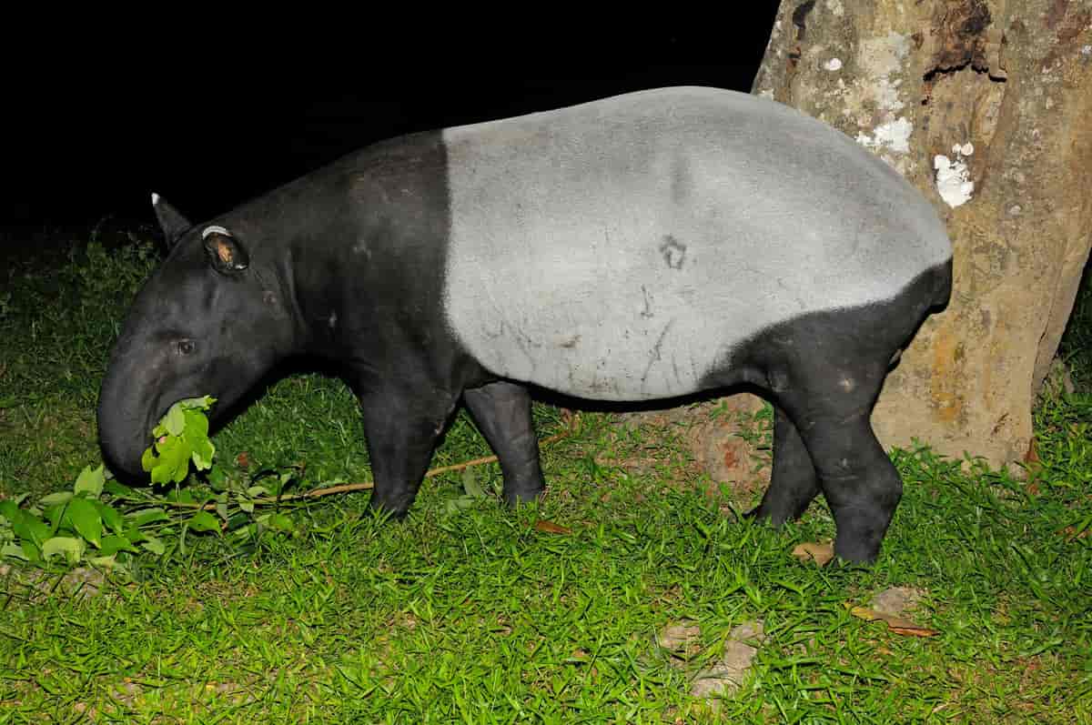 tapirer