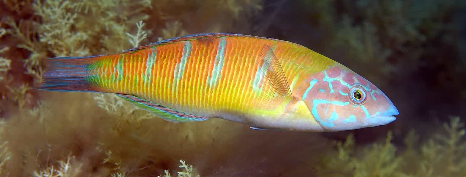 Regnbuegylten (Thalassoma pavo) er en almindelig læbefisk i Middelhavet og det østlige Atlanterhav