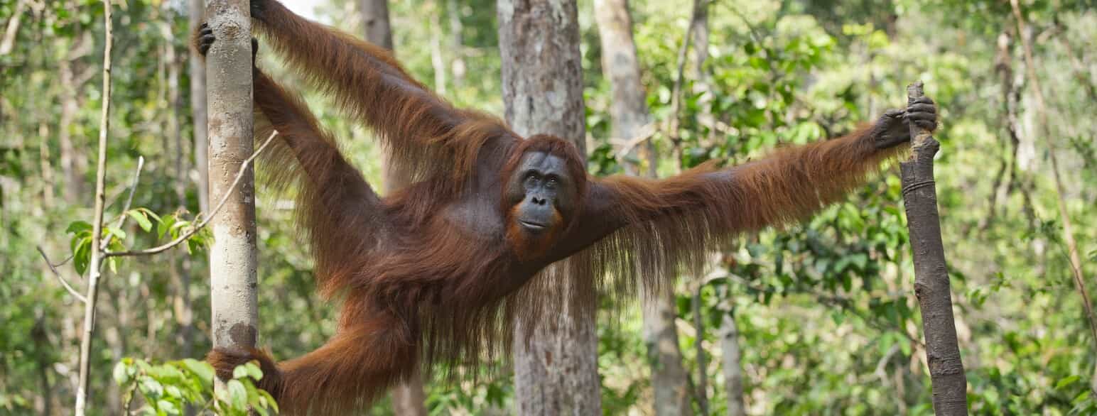 Borneo-orangutang (Pongo pygmaeus) i Tanjung Puting National Park, Borneo
