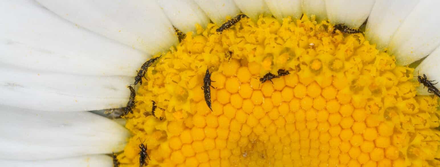 Trips æder pollen i hvid okseøje