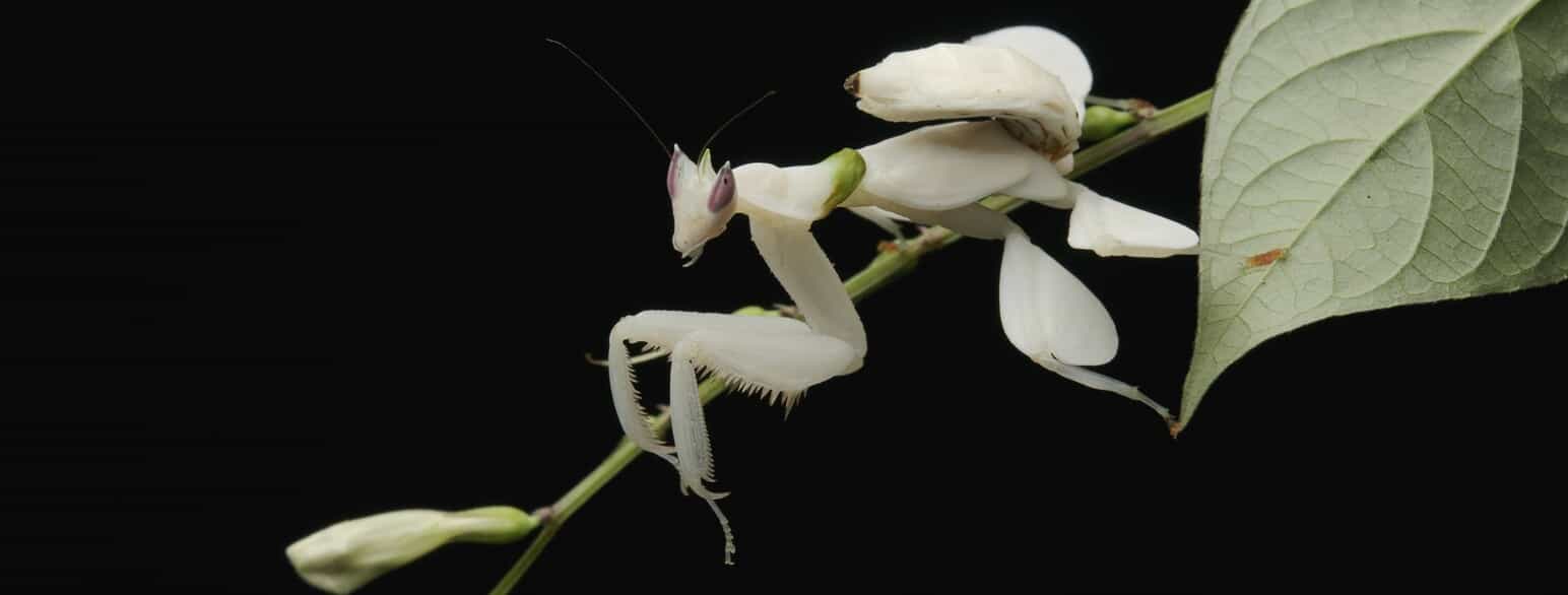 Ung orkidéknæler (Hymenopus coronatus) fra Borneos regnskov