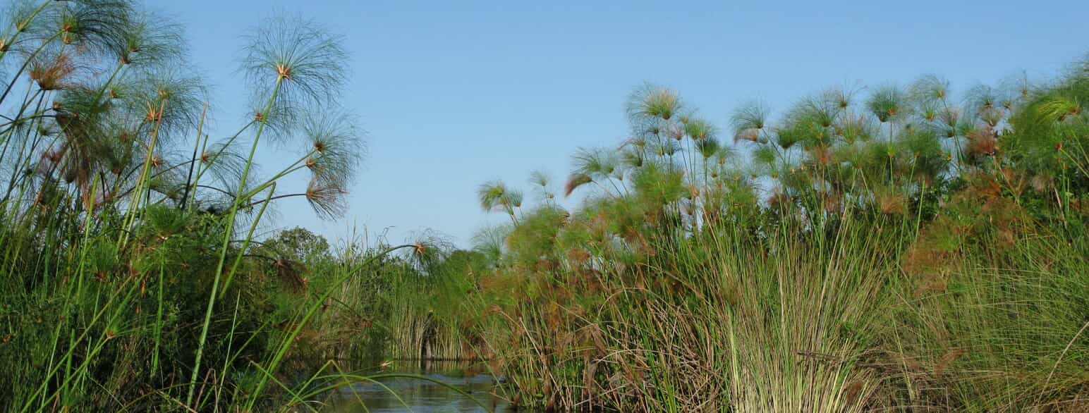 Papyrus (Cyperus papyrus) i Okavango-deltaet, Botswana
