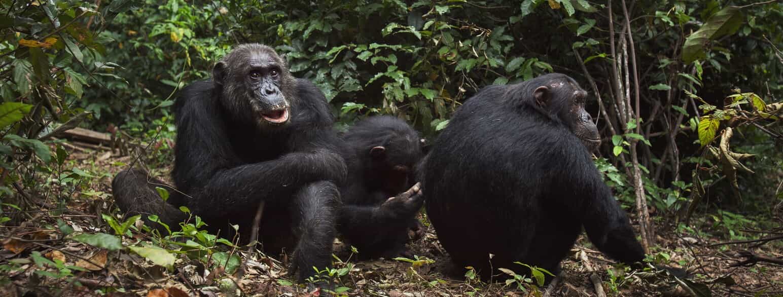 Østafrikanske chimpanser (Pan troglodytes schweinfurthii) i Gombe National Park, Tanzania