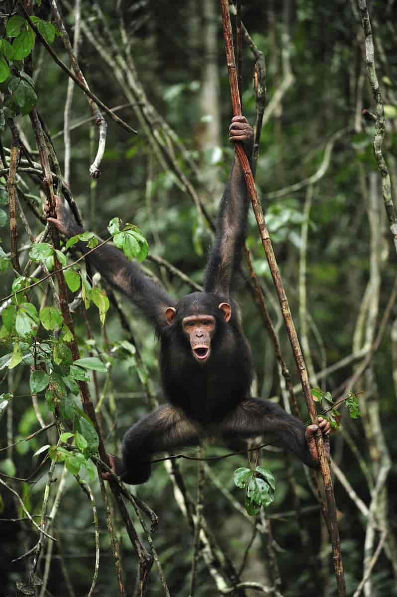 Chimpanse