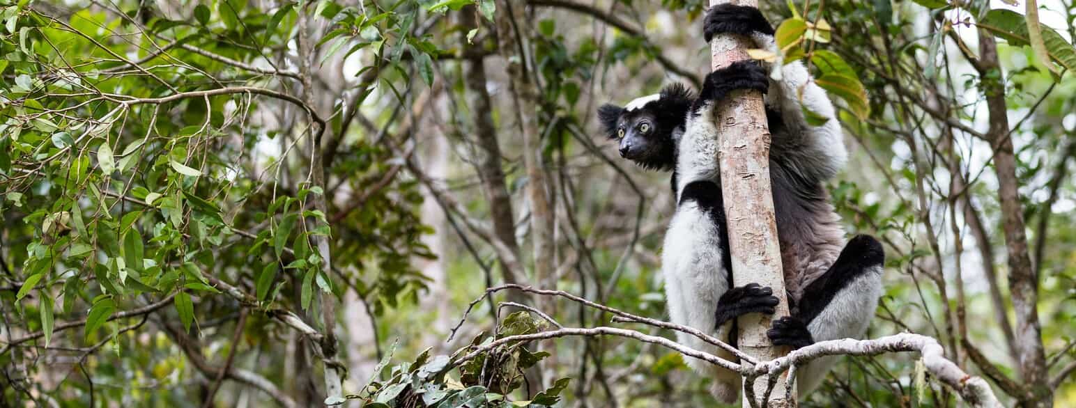 Indri (Indri indri) i Andasibe Mantadia National Park, Madagaskar.