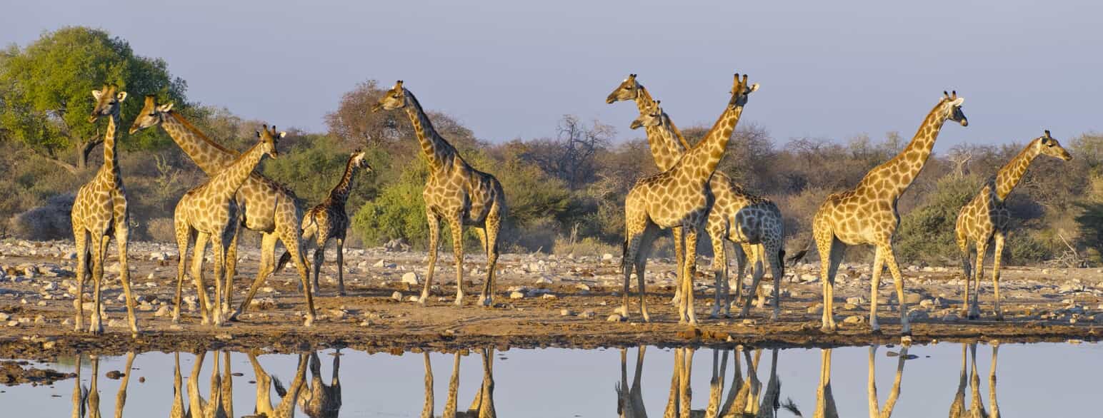 Sydlige giraffer (Giraffa giraffa) ved et vandhul i Etosha National Park, Namibia