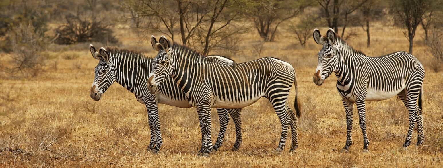 Grevys zebraer (Equus grevyi) i Samburu-Isiolo Game Reserve, Kenya