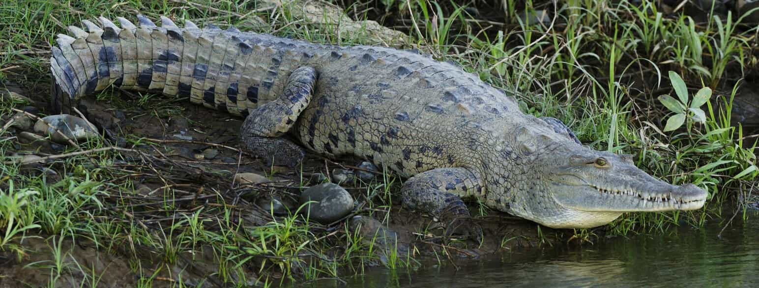 Spidskrokodille (Crocodylus acutus) på en flodbred i Costa Rica
