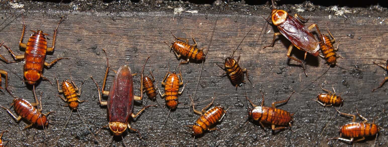 Australske kakerlakker (Periplaneta australasiae) ved Gomantong Caves, Australien.