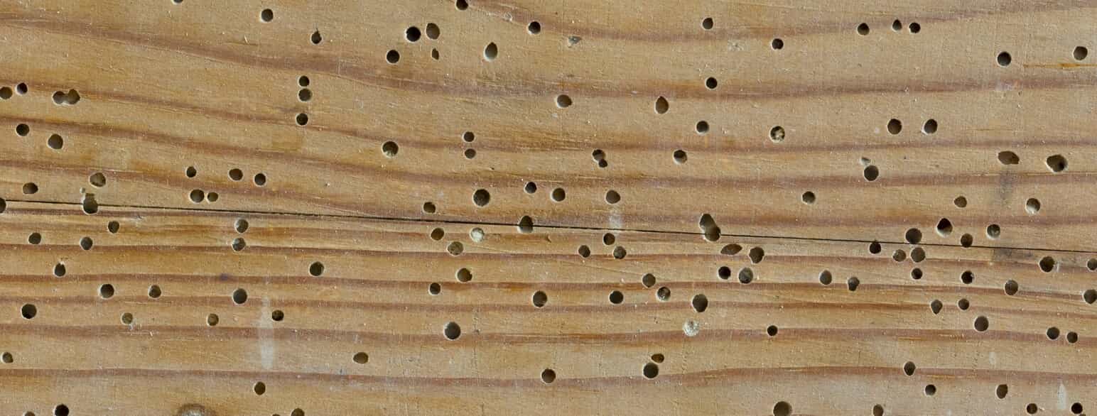 Huller fra borebiller (Anobium sp.) i træværk