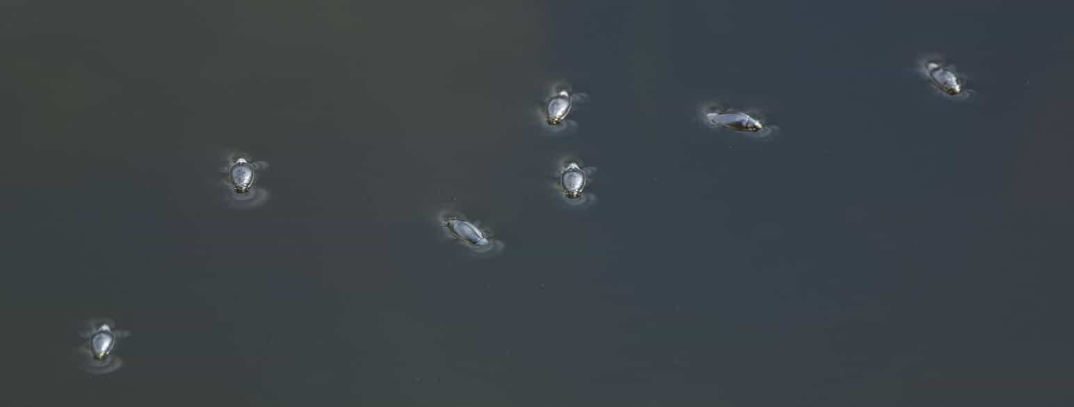 Hvirvlere (Gyrinus marinus) på en sø i Allindelille Fredskov