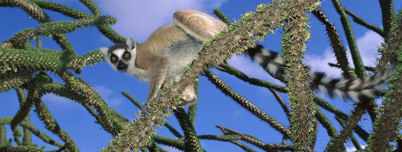 Kattalemur (Lemur catta) i Mantady National Park, Madagaskar