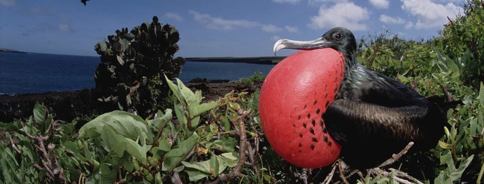Stor fregatfugl (Fregata minor) med oppustet strubesæk på Genovesa Tower Island, Galapagosøerne