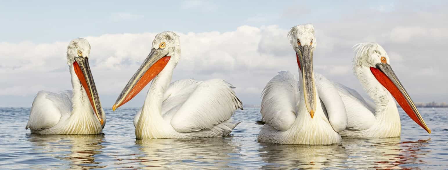 Krøltoppede pelikaner (Pelecanus crispus) i Kerkinisøen, Grækenland