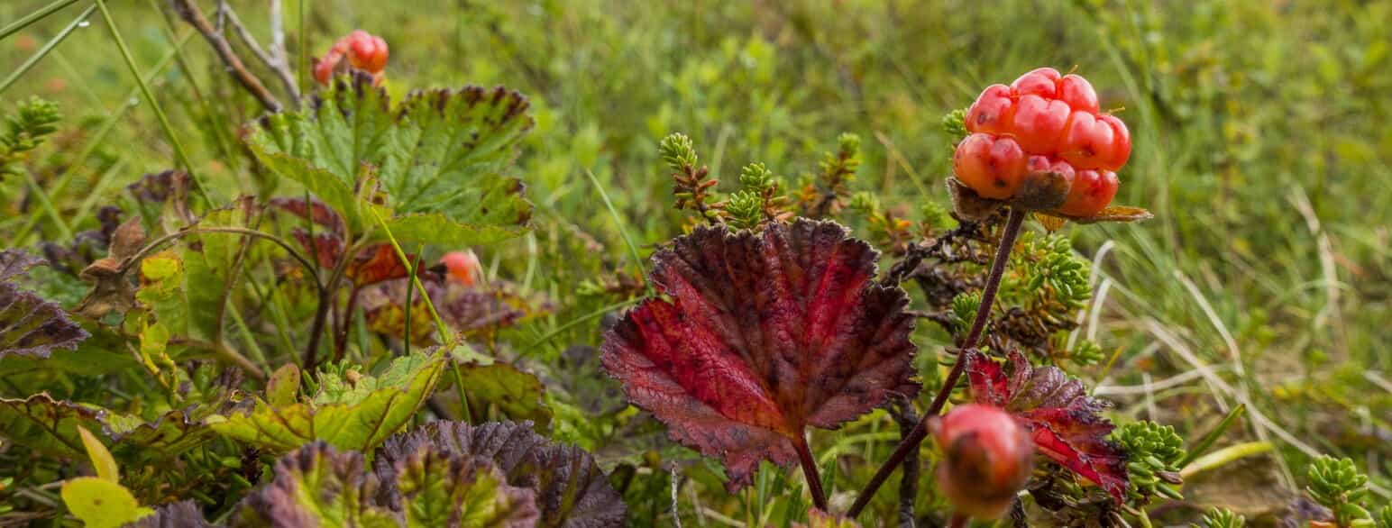 Multebær (Rubus chamaemorus) i Jämtland, Sverige