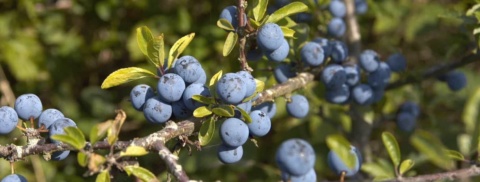 Slåen (Prunus spinosa) med sine blåduggede frugter