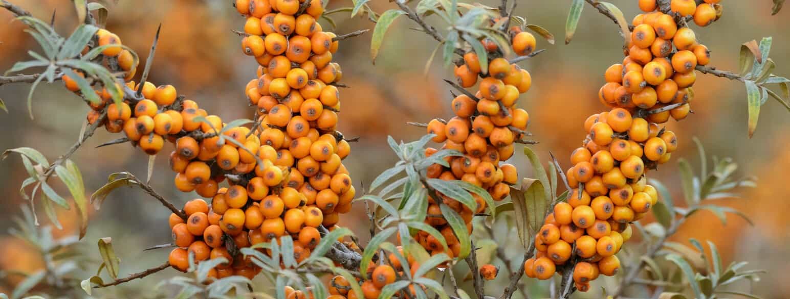 Havtorn (Hippophaë rhamnoides) med orange "frugter" i Skagen
