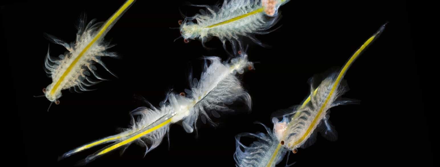 Saltsørejen Artemia monica kendes kun fra saltsøen Mono Lake i Californien, USA, hvor den forekommer i enorme mængder