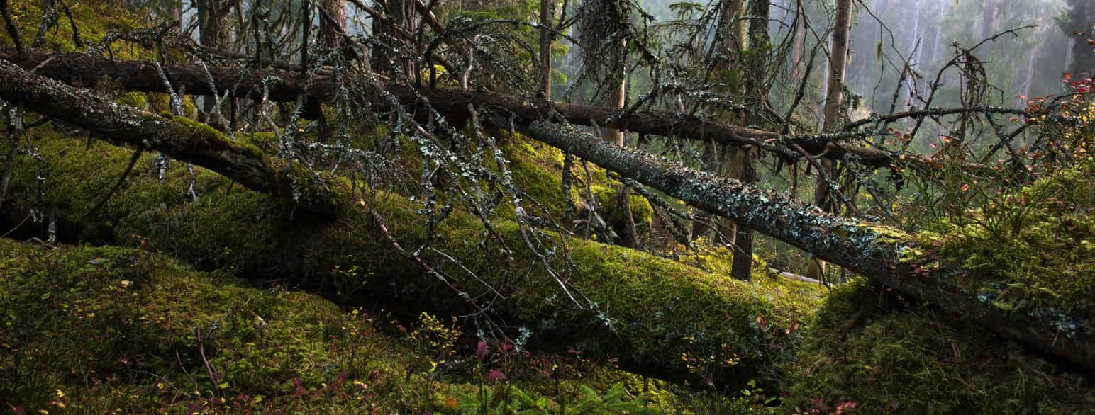 Urskov i Norra Kvills nationalpark